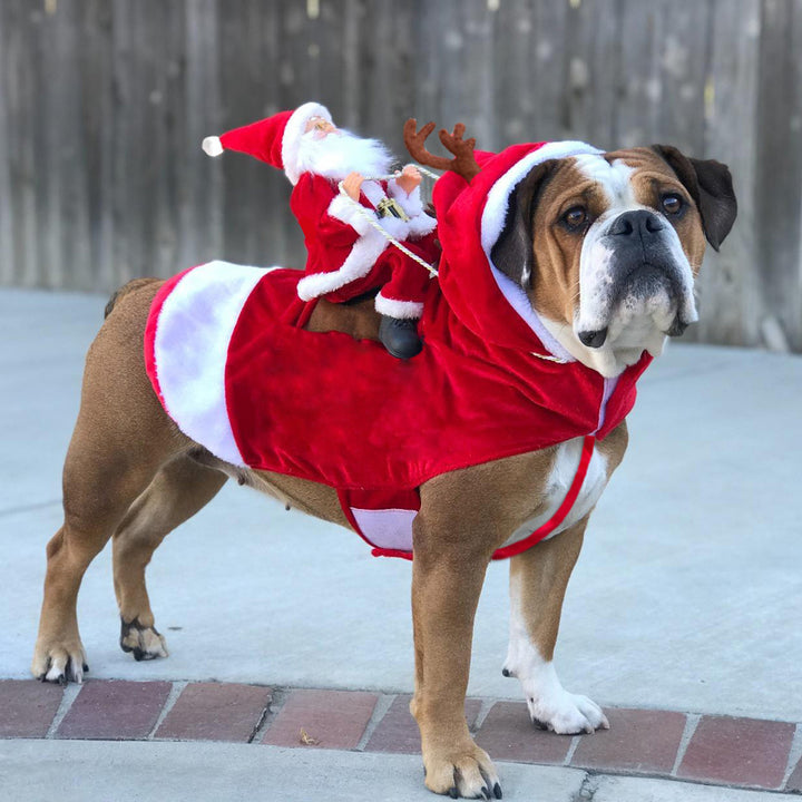 Hond Kerst Kleding Kerstman
